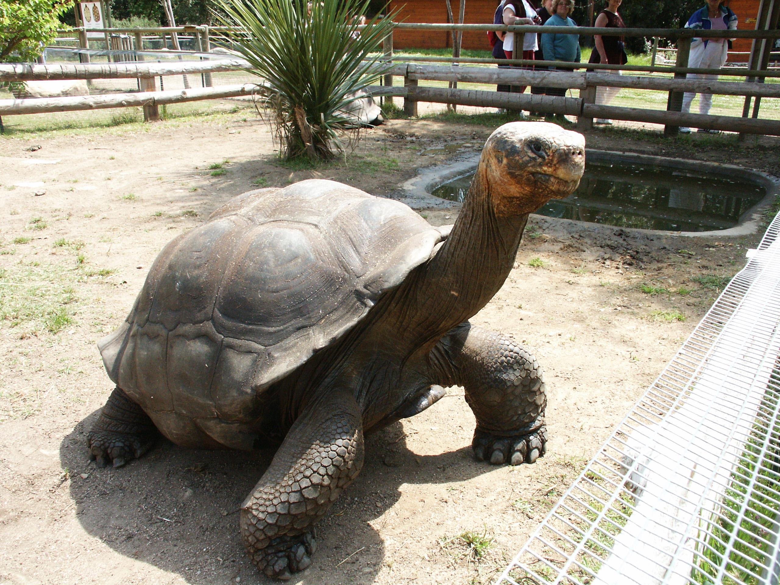 Cupulata